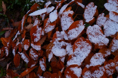 白馬の秋2013 024.jpg