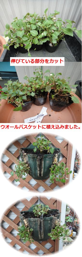 購入のムシカでウオールバスケットを制作