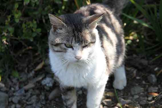 我が家のニャンコ♪2016/3/29-3