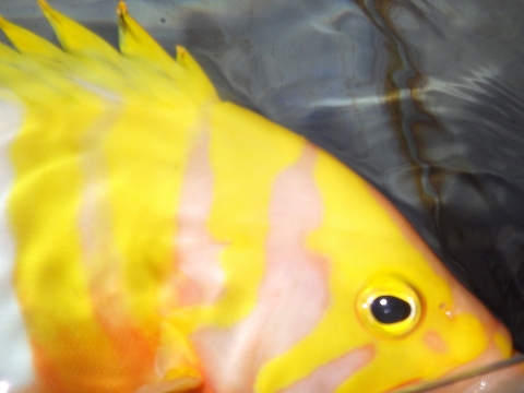 シマハタ（Cephalopholis igarashiensis）62　深海魚飼育　ネプチューングル―パー