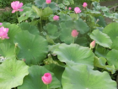 蓮の花