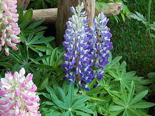 lupinus03.jpg