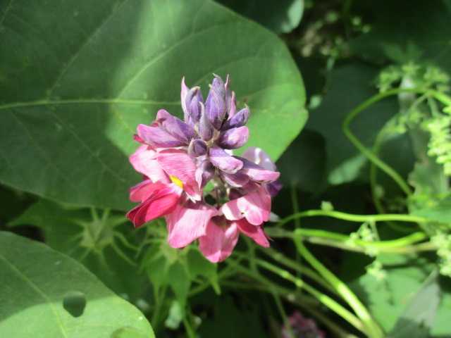 くず 花 花 楽天ブログ