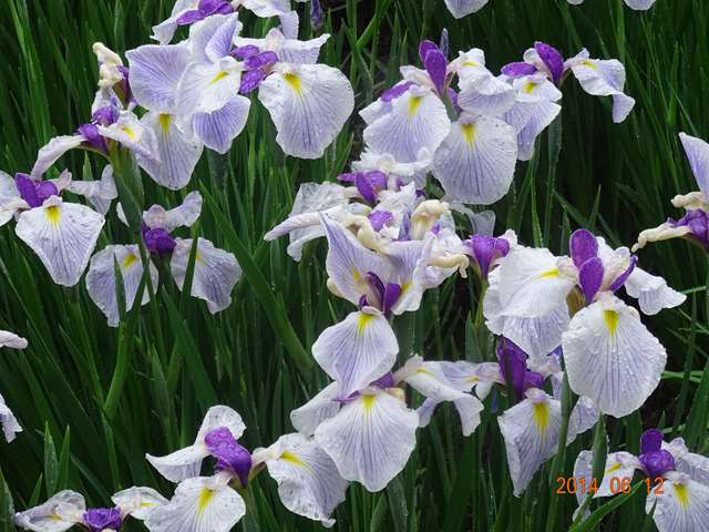 DSC04121_R.JPG