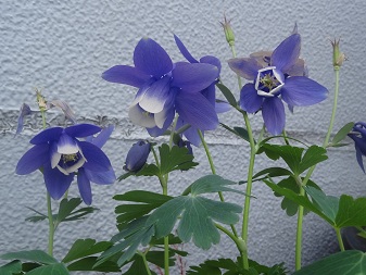紫　おだまき.jpg