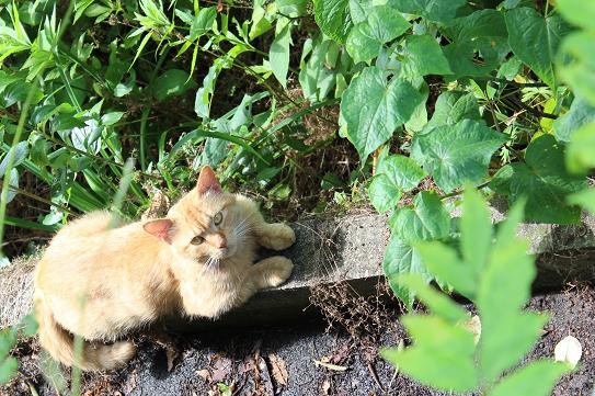 IMG_1431 - コピー.JPG