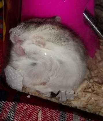 ジャンガリアンハムスター ぷくの飼育グッズ フード ぷくはむ日記 楽天ブログ