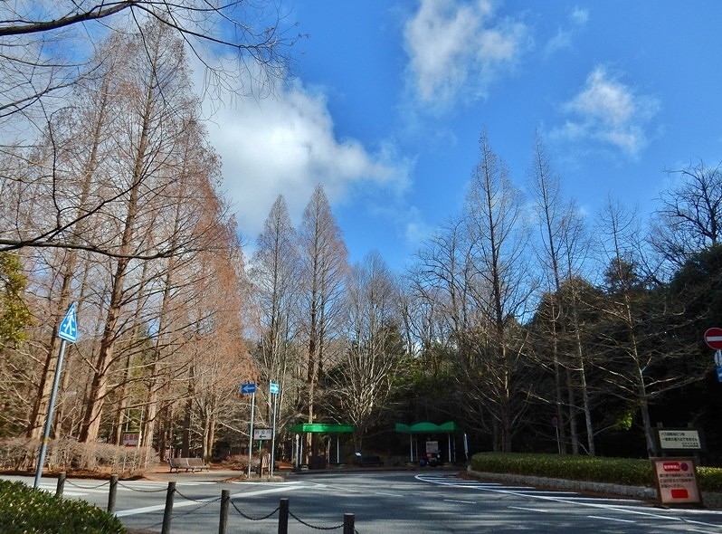 植物園への道 9.JPG