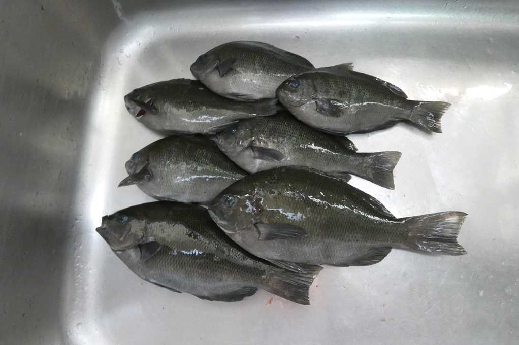 515