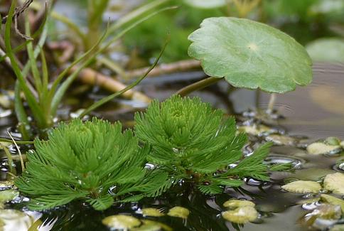 水辺植物マッシュルーム.JPG