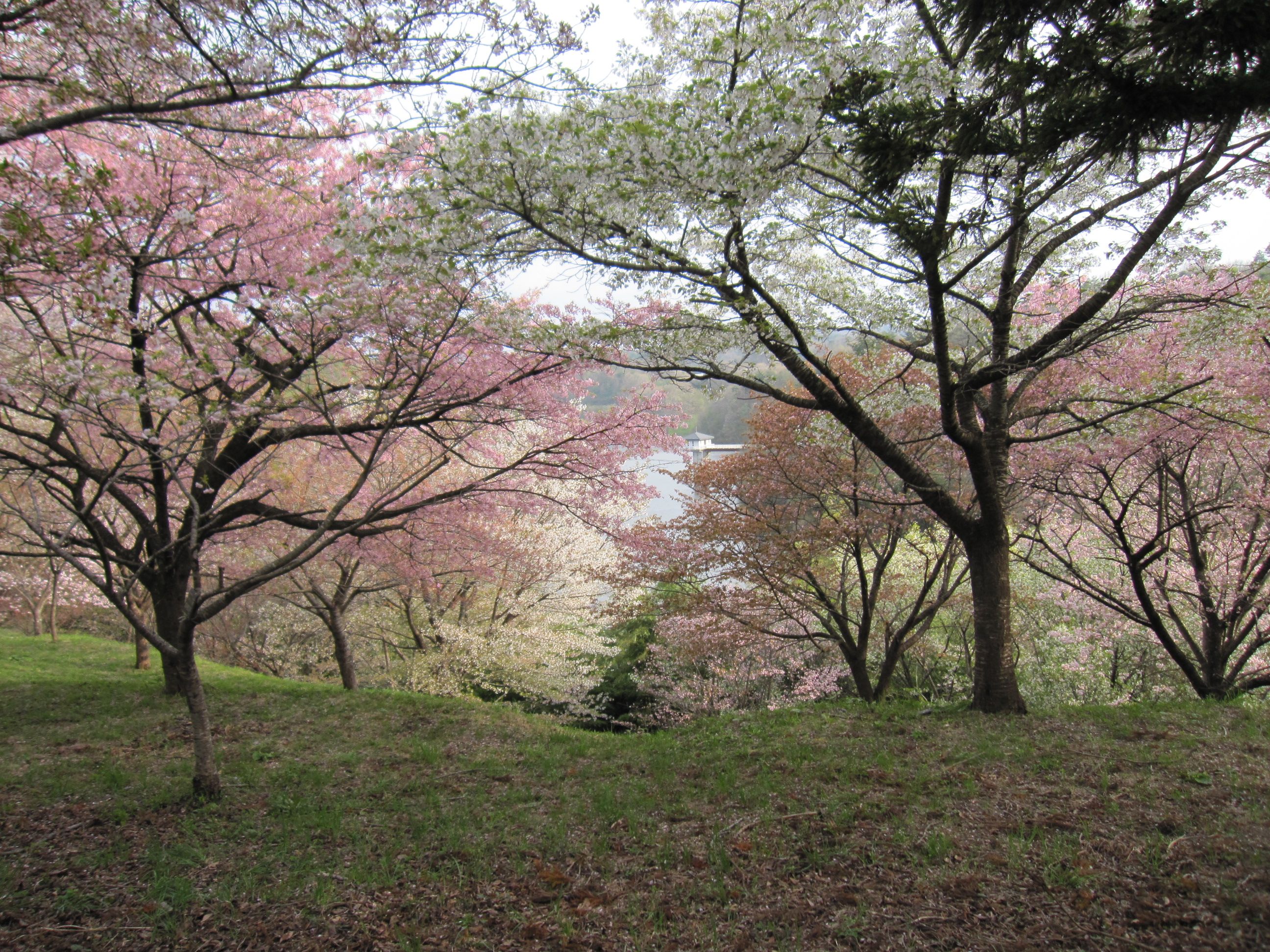 バーチャル花見in三春滝見桜 勝手に気まま日記 Nikki 楽天ブログ