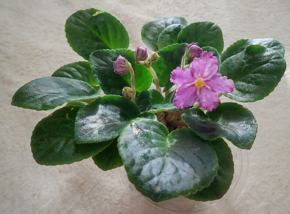 11ページ目の セントポーリア Nenttohのブログ セントポーリアの花のご紹介 Site Introduces Africanviolet Saintpaulia 楽天ブログ