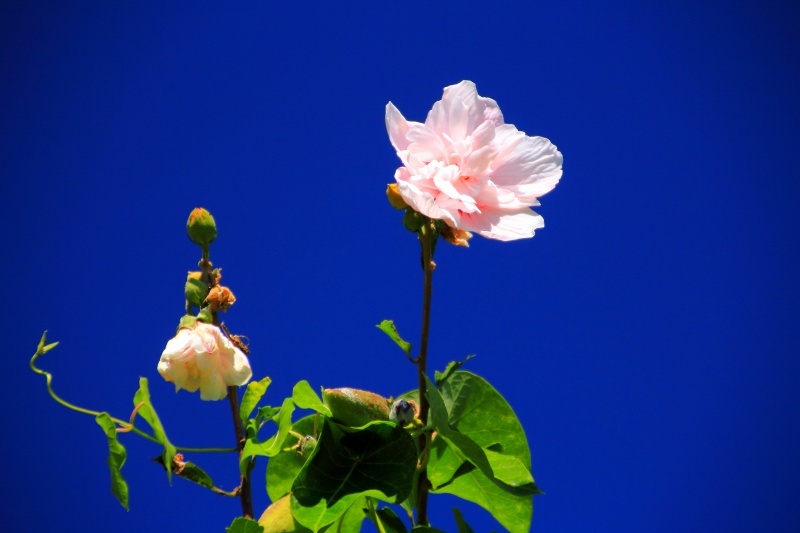 明日香の秋の花_06・槿.jpg