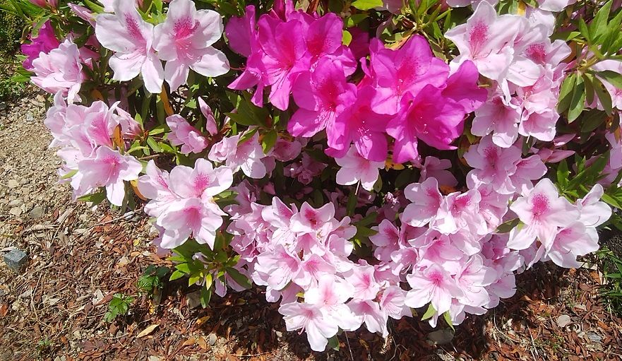 ２色咲きツツジ モッコウバラ おいしい きれい いつも叫びた い 楽天ブログ