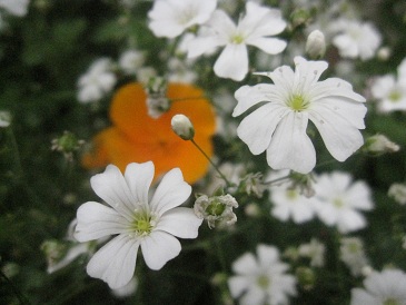 IMG_8750.JPG