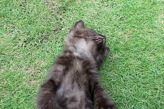 我が家のニャンコ♪2016/07/12-2