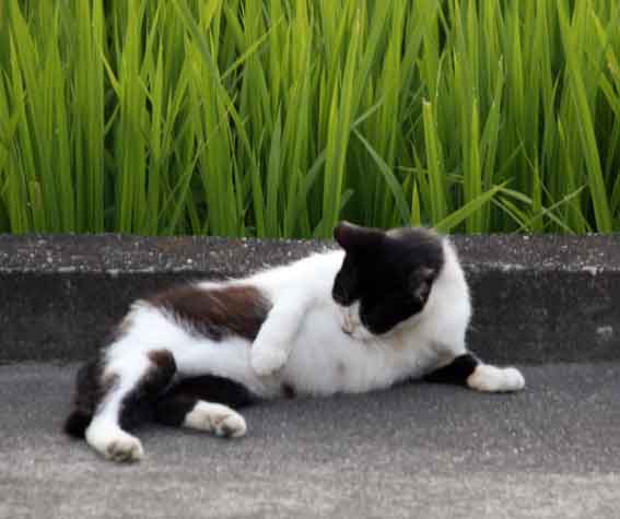 我が家のニャンコ♪2013/7/18-2