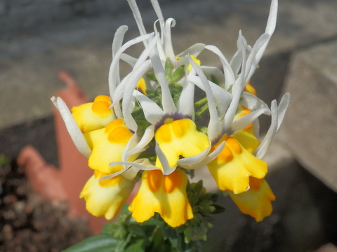 見知らぬ花・友が丘2丁目