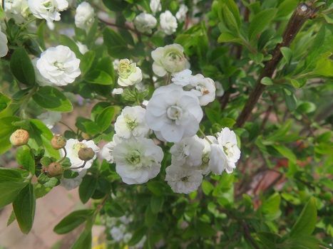 シジミバナとその一角の白い花たち かき菜の胡麻よごし 静かな時が流れる 風の庭 楽天ブログ