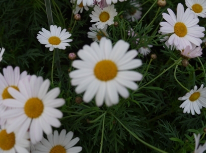 マーガレット２