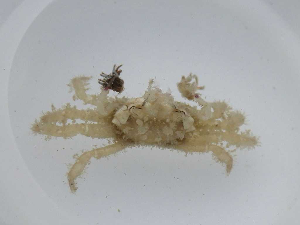 串本磯採集2023年7月上旬59　ヒメキンチャクガニ（Lybia caestifera）