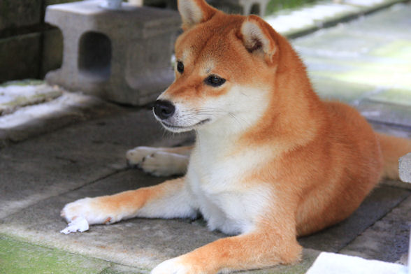 涼しい顔