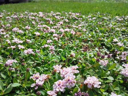 クラピアｋ７の花丈が低いのは長所になるのか 緑の温もりを感じる庭づくり 北限のクラピア 楽天ブログ