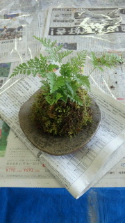 2015062011160000苔玉.jpg