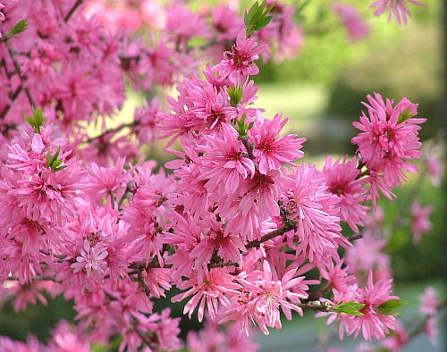 ピンクの春のお花