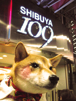 20121214つけま犬ぽちこ109