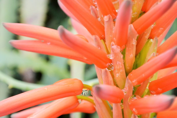 伊豆四季の花公園　伊豆高原　パルテール撮影