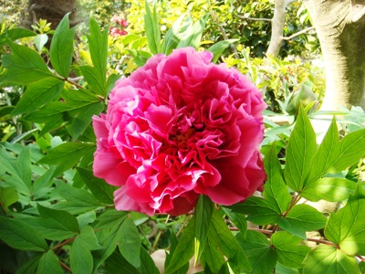 DSC03140.jpg