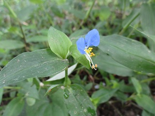 IMG_5419ss.jpg