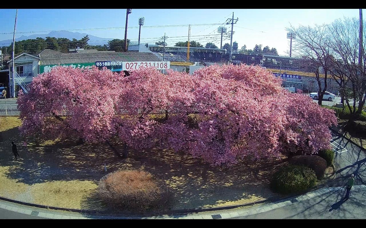 満開の河津桜 前橋 敷島公園 をドローンで空撮 ２０１９ ３ １５ 山と空が友だち ドローンで空撮 楽天ブログ