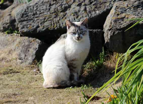我が家のニャンコ♪2013/12/23-3