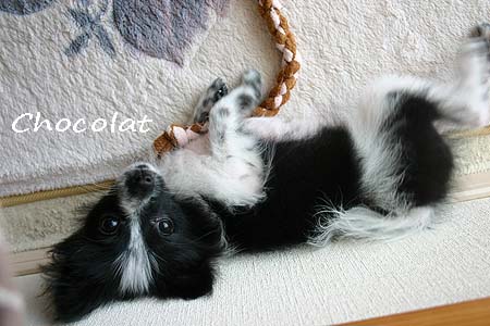 ショコラ 真上から