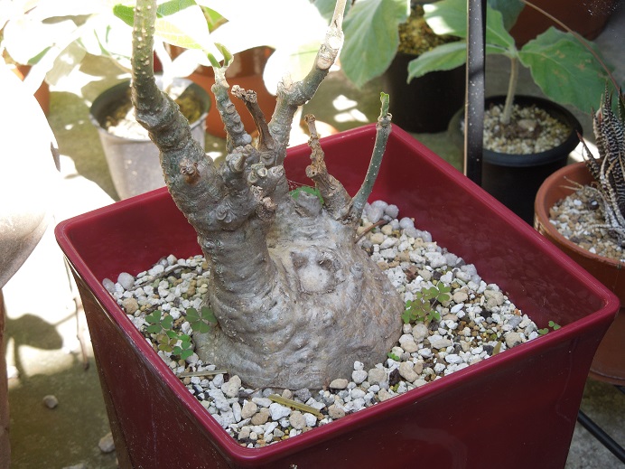 ムルチフローラ6-11