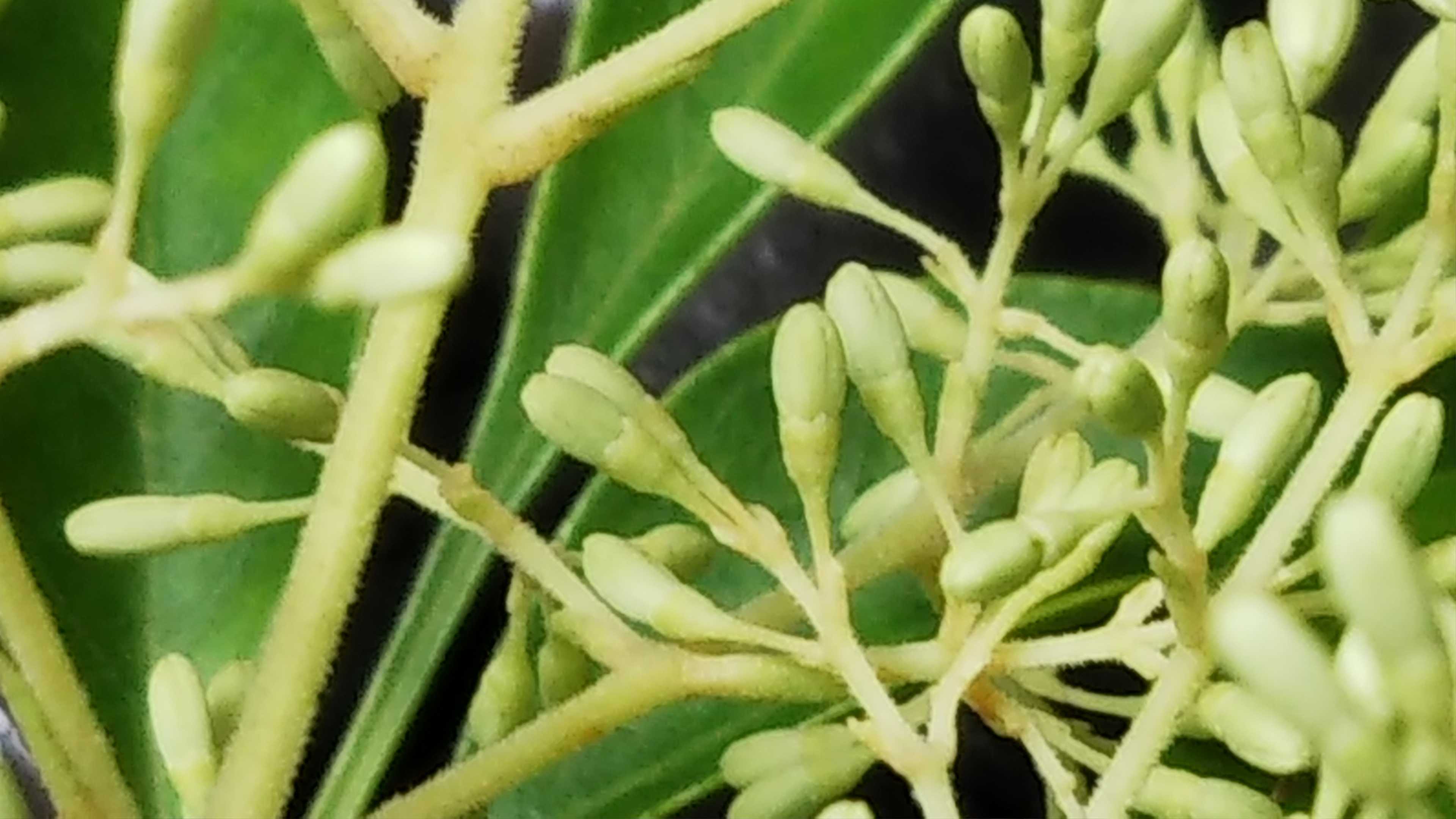 シマトネリコの初めての蕾 アスター開花 アジサイ シェードガーデンと猫 楽天ブログ