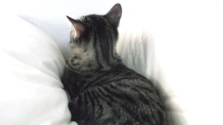 すずひめ　12月11日　ベット.jpg