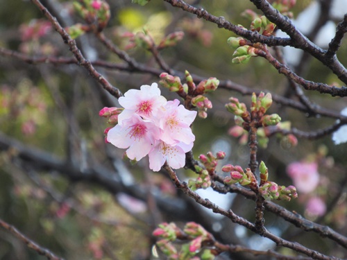 池上本門寺にて