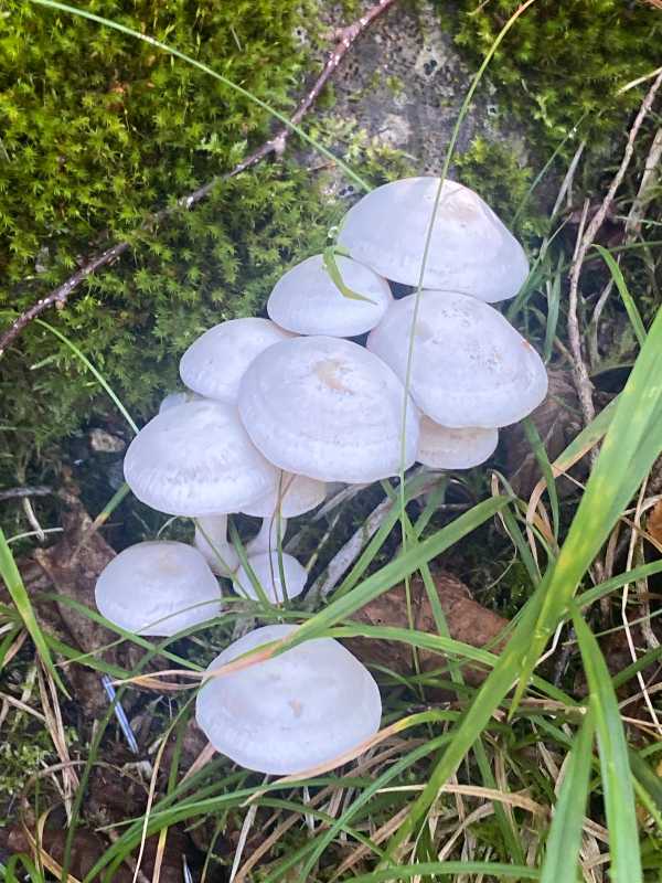 かめさまページ 天然苔八ヶ岳産～ヒカリゴケ～ 天然苔八ヶ岳産