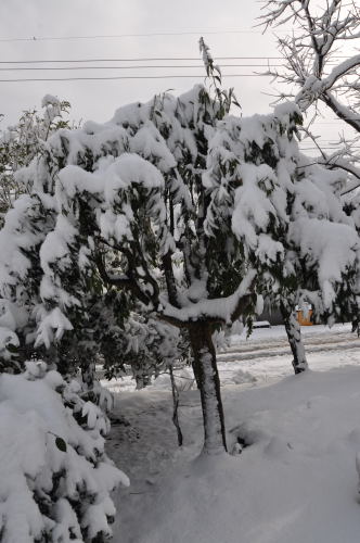 雪景色