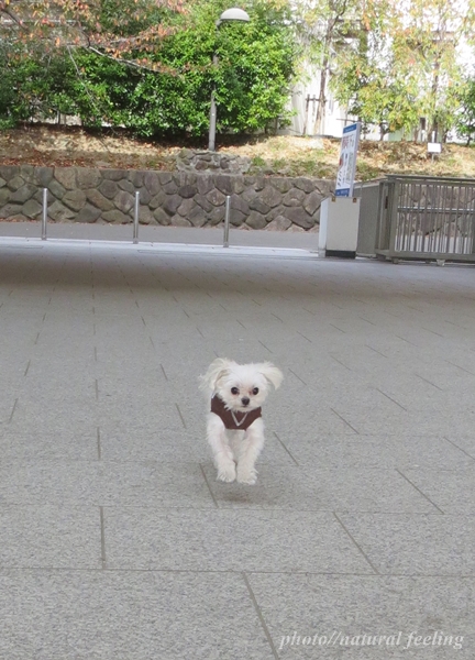 パル君走ります1-crop.JPG