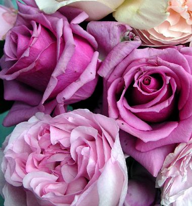 15年秋 紫雲 シウン バラ香るエクステリアプランナーのお庭 楽天ブログ