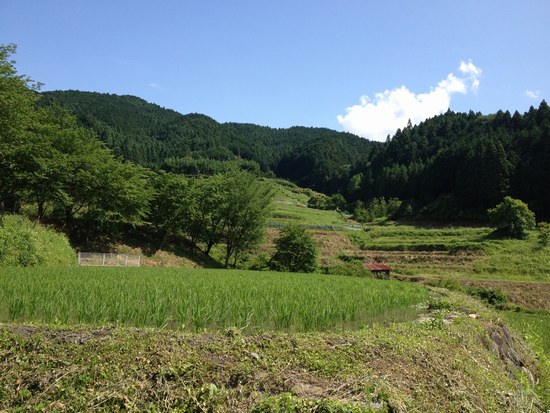 1水田風景550１.jpg