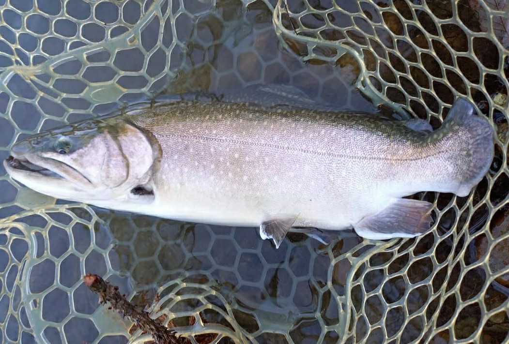 私的魚図鑑 イワナ タカの管釣り釣行記 楽天ブログ