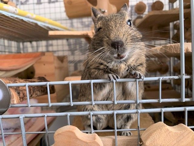 お腹がぺっちゃんこ 下に追記あり デグーと金魚に癒されちゅう 楽天ブログ