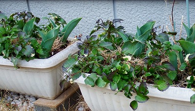 DSCF2271.jpg