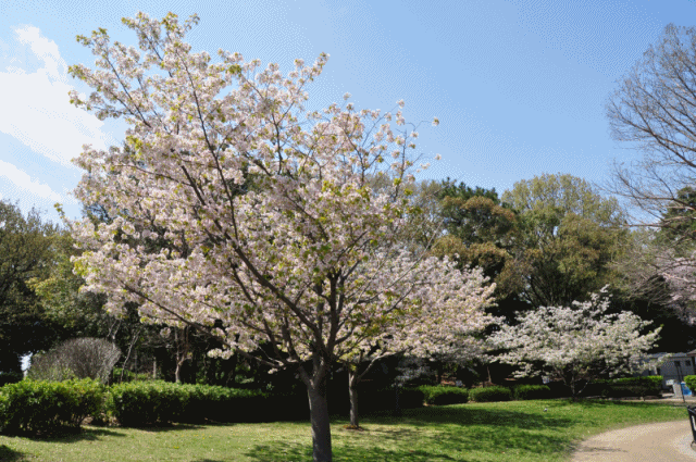 桜アニメ１