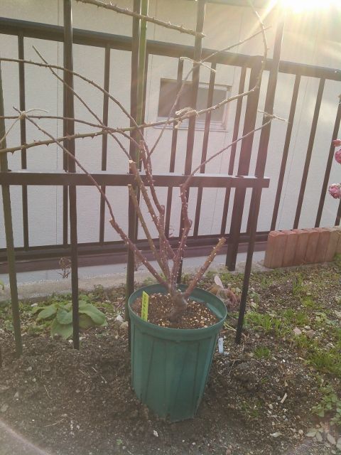 ツル薔薇誘引終了 36本でした 華あそび 癒し隊との日々 楽天ブログ